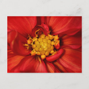 Carte Postale Fleur de Dahlia Orange