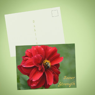 Carte Postale Fleur de dahlia rouge et abeille à bourdonnement p