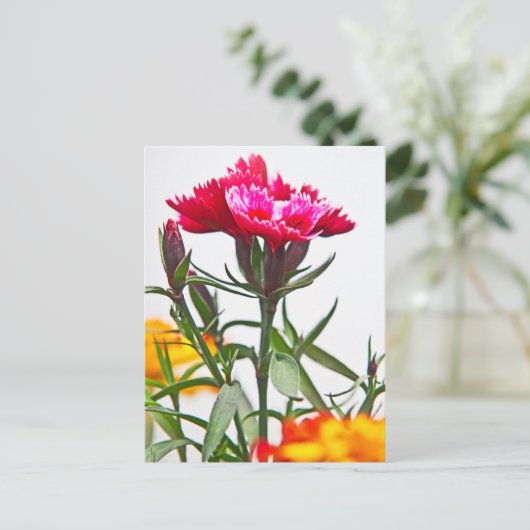 Carte Postale Fleur de Dianthus (Debout devant)