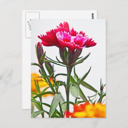 Carte Postale Fleur de Dianthus (Devant / Derrière)