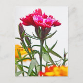 Carte Postale Fleur de Dianthus (Devant)