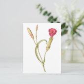 Carte Postale Fleur de dianthus rose en floraison (Debout devant)