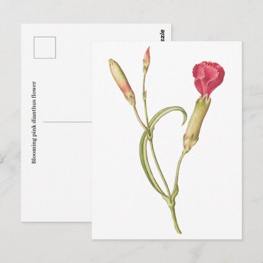 Carte Postale Fleur de dianthus rose en floraison (Devant / Derrière)