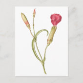 Carte Postale Fleur de dianthus rose en floraison (Devant)