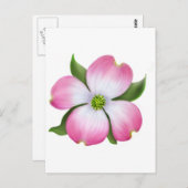 Carte Postale Fleur de Dogwood rose (Devant / Derrière)