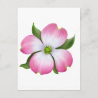Fleur de Dogwood rose