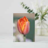 Carte Postale Fleur de feu (Debout devant)