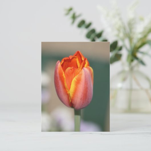 Carte Postale Fleur de feu (Debout devant)