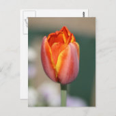 Carte Postale Fleur de feu (Devant / Derrière)