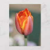 Carte Postale Fleur de feu (Devant)