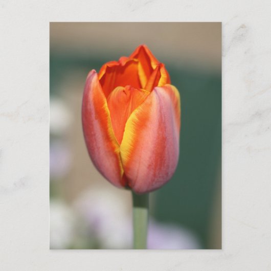 Carte Postale Fleur de feu (Devant)