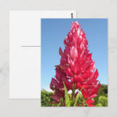 Carte Postale Fleur de flamme (verticale) (Devant / Derrière)