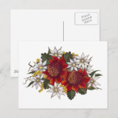 Carte Postale Fleur de flanelle de Warratha (Devant / Derrière)