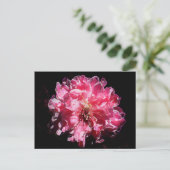 Carte Postale Fleur de fleur de fleur de pêche (Debout devant)