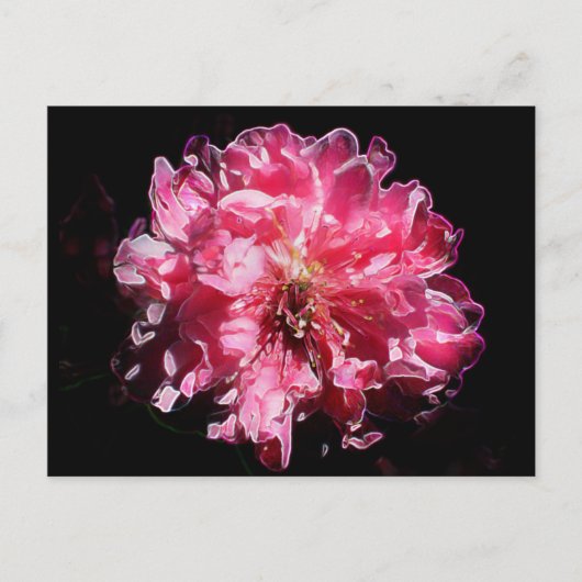 Carte Postale Fleur de fleur de fleur de pêche (Devant)