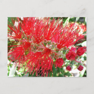 Carte Postale Fleur de fond Rouge Tropical Floral