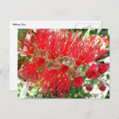 Carte Postale Fleur de fond Rouge Tropical Floral (Devant / Derrière)