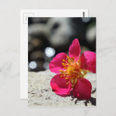 Carte Postale Fleur de fraise rose Photo (Devant / Derrière)