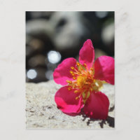 Fleur de fraise rose Photo