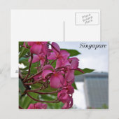 Carte Postale Fleur de Frangipani au bord de la baie (Devant / Derrière)