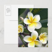 Carte Postale Fleur de frangipanier Îles Cook (Devant / Derrière)