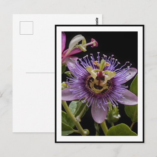 Carte Postale Fleur de fruit de la passion pourpre (Devant / Derrière)
