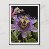 Carte Postale Fleur de fruit de la passion pourpre (Devant)