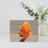 Carte Postale Fleur de fruits (Debout devant)