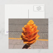 Carte Postale Fleur de fruits (Devant / Derrière)