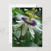 Carte Postale Fleur de fruits exotique de la passion tropicale (Devant / Derrière)