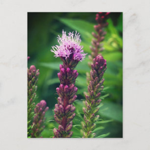 Carte Postale Fleur de gayfeather de cattail. Poster brillant