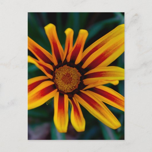 Carte Postale Fleur de Gazania (Devant)