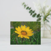 Carte Postale Fleur de Gazania (Debout devant)