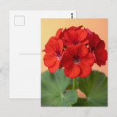 Carte Postale Fleur de géranium rouge vibrant (Devant / Derrière)