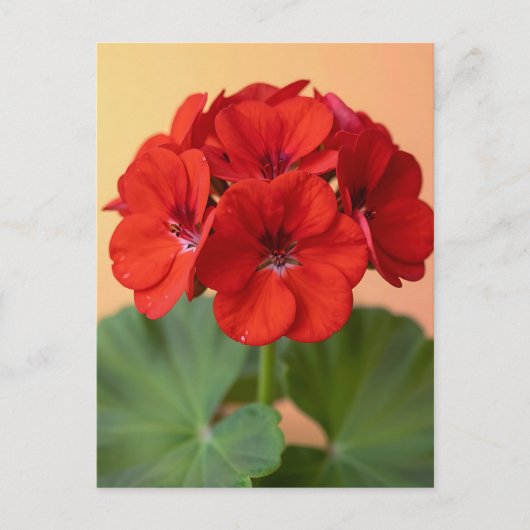 Carte Postale Fleur de géranium rouge vibrant (Devant)