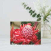 Carte postale Fleur de gingembre de Torche rouge e (Debout devant)