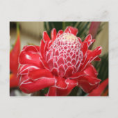 Carte postale Fleur de gingembre de Torche rouge e (Devant)