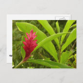 Carte Postale Fleur de gingembre rouge (Alpinia) tropicale (Devant / Derrière)