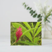 Carte Postale Fleur de gingembre rouge (Alpinia) tropicale (Debout devant)
