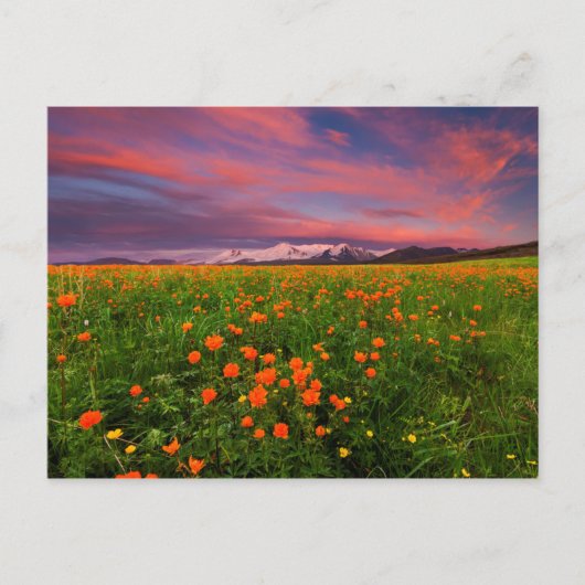 Carte Postale Fleur de globe fleurissante (Devant)