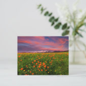 Carte Postale Fleur de globe fleurissante (Debout devant)