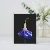 Carte Postale Fleur de gloire du matin 2 (Debout devant)