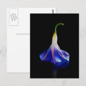 Carte Postale Fleur de gloire du matin 2 (Devant / Derrière)