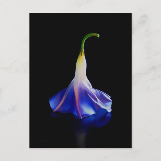 Carte Postale Fleur de gloire du matin 2 (Devant)