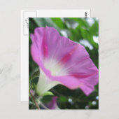 Carte Postale Fleur de gloire rose du matin (Devant / Derrière)