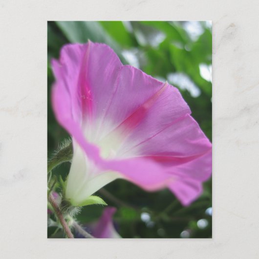 Carte Postale Fleur de gloire rose du matin (Devant)