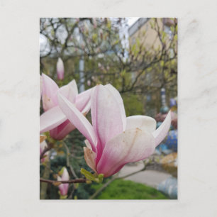 Carte Postale Fleur de grandes fleurs de magnolia roses. Printem