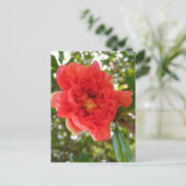 Carte postale Fleur de Grenade (Debout devant)