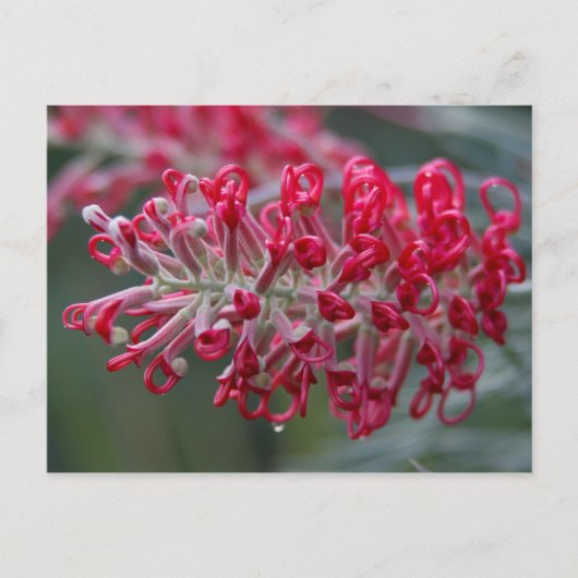 Carte Postale fleur de grevillea (Devant)