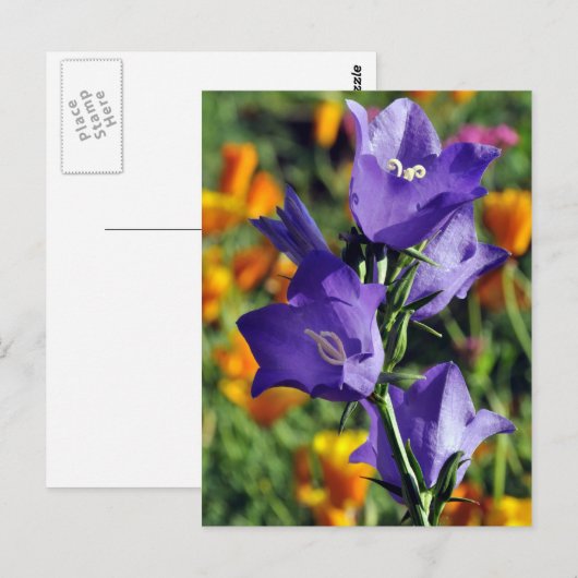 Carte Postale Fleur de Harebell violette (Devant / Derrière)